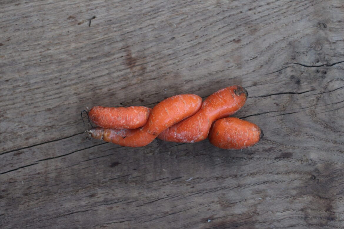 Carrot Love – Liebe auf den zweiten Blick