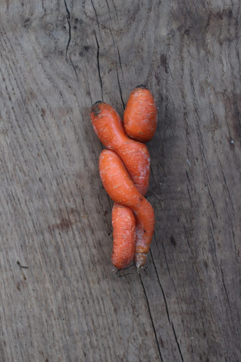 Carrot Love – Liebe auf den zweiten Blick